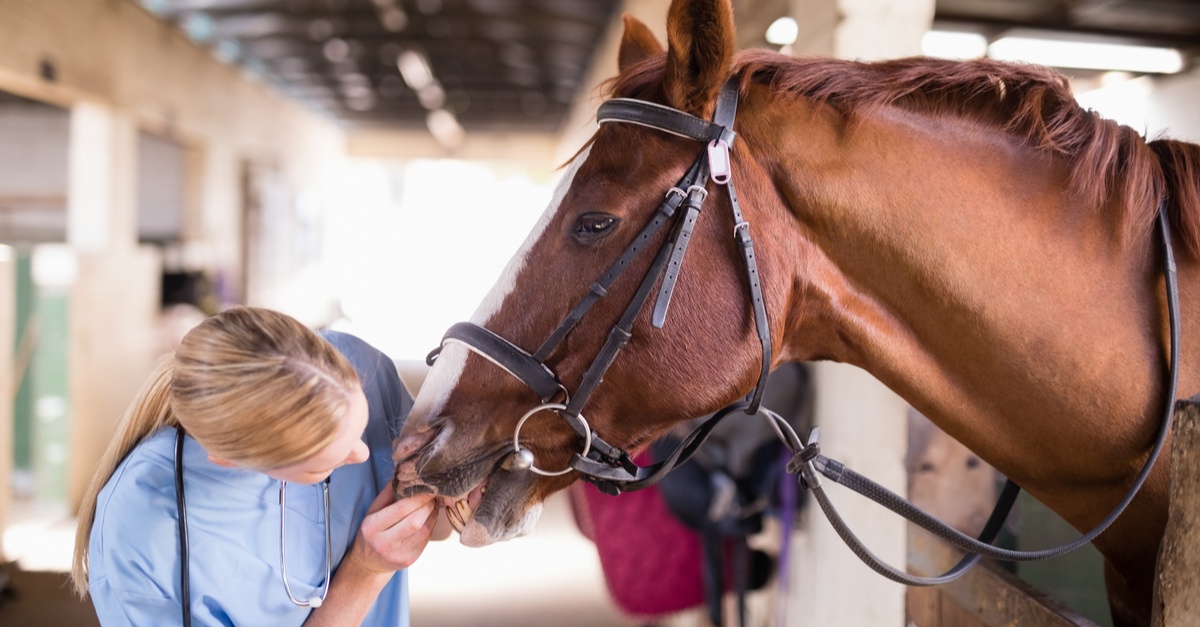 Medicina Veterinária o que você precisa saber sobre essa graduação!